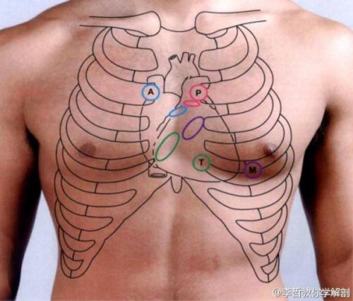 心脏体表投影位置图片