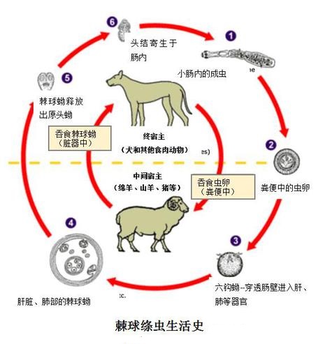 球虫生活史图片