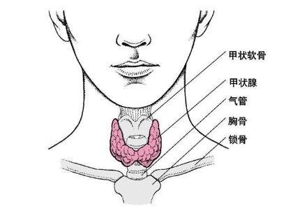 认识甲状腺：解剖与组织胚胎学