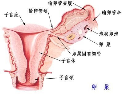 卵巢冠解剖图片