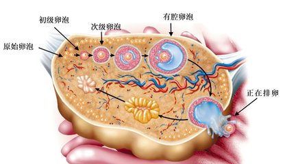 卵巢解剖