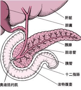 胃肠胰神经内分泌肿瘤