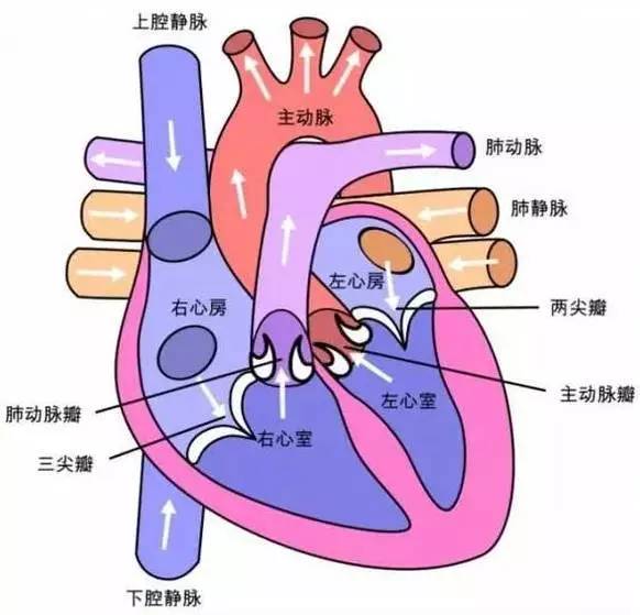 心脏的激素调节系统
