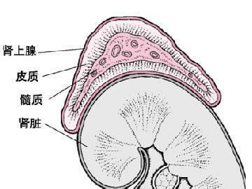 肾上腺皮质肿瘤解读