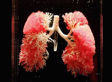 肺脏与内分泌：肺脏激素调节系统