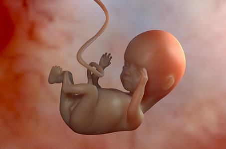 胎儿性腺的决定和分化