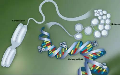 精子发生的表观遗传学调控
