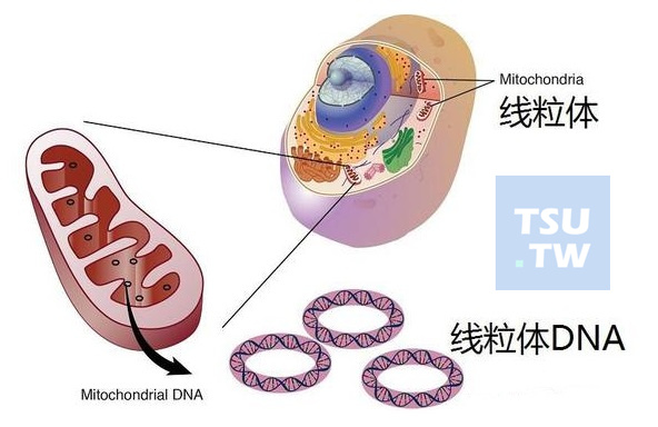 线粒体DNA与精子