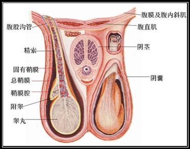 铅中毒对睾丸（精子）的影响