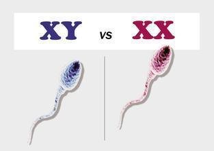 人类X精子和Y精子