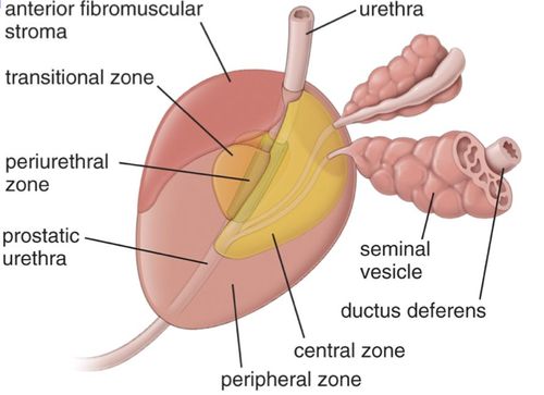 前列腺的组织结构是怎样的？有什么特点？