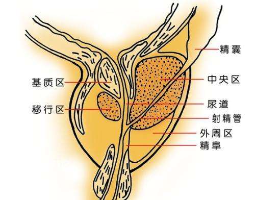 前列腺正常的形状和大小是怎样的？