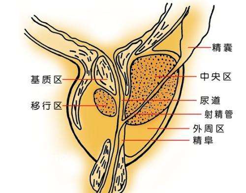 前列腺