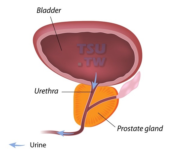 前列腺与尿道的关系是怎样的？