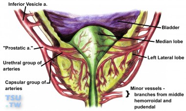 前列腺的血管供应和淋巴回流有哪些？