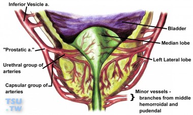 前列腺血管淋巴