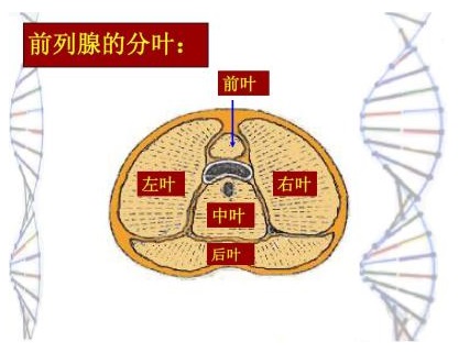 前列腺分区图图片