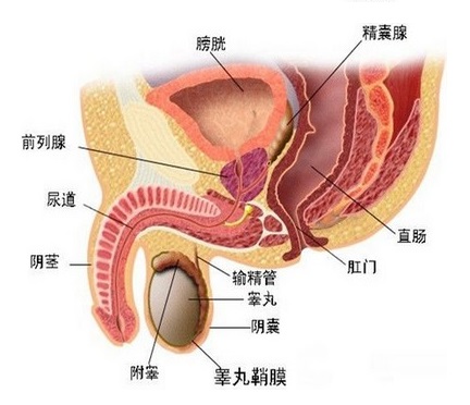前列腺的位置在哪？它周围都有哪些器官？