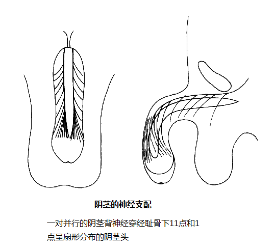 阴茎的神经支配