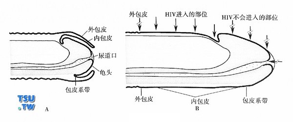  A．松弛（非勃起）的未经过包皮环切的阴茎；B．勃起的未经过包皮环切的阴茎，显示包皮已经后翻和HIV-1进入的位置。
