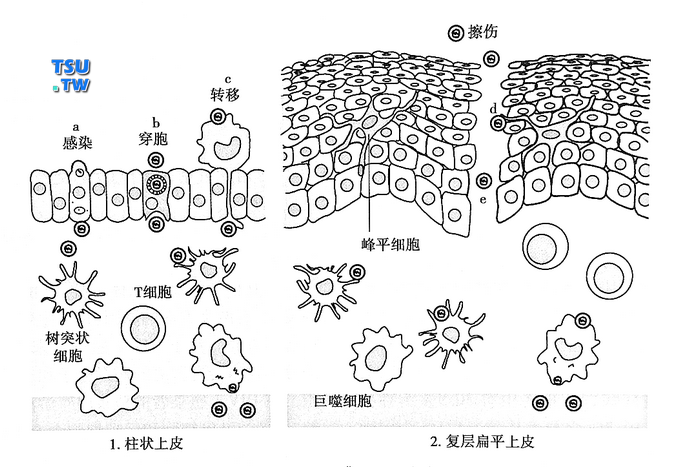 艾滋病毒通过黏膜上皮细胞传播的机制