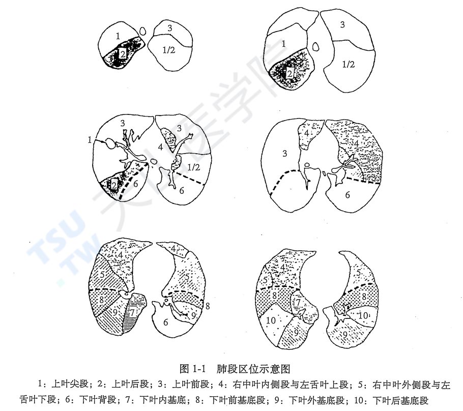 在胸部CT片上如何确定病灶在哪一肺段？