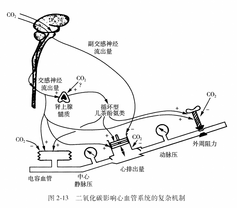 二氧化碳影响心血管系统的复杂机制