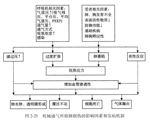 机械通气所致肺损伤的影响因豢相l发病机制