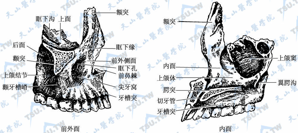 上颌骨几块图片