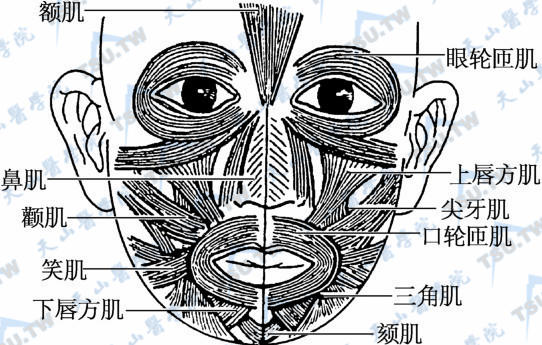 口腔颌面部肌肉分布图图片
