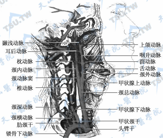 颈横血管解剖图图片