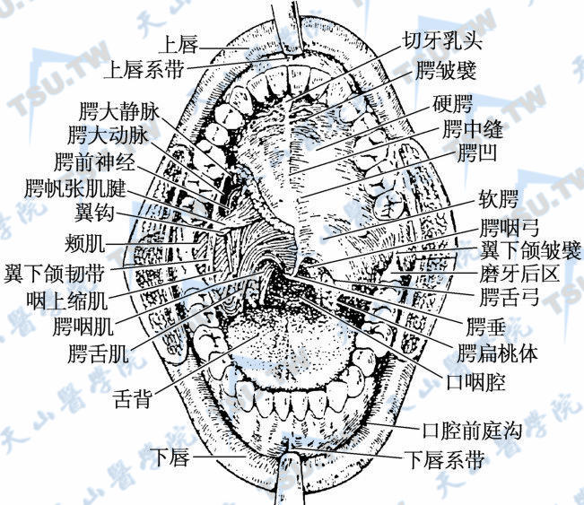 口腔（右侧腭黏膜部分切除）