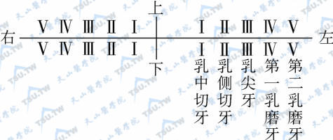 乳牙的记录方法