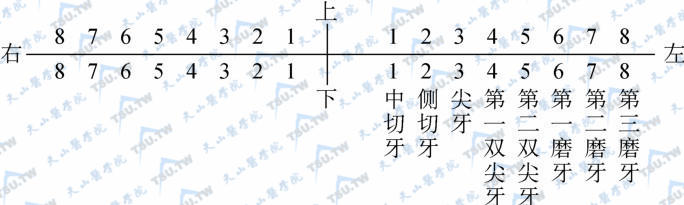 恒牙的记录方法