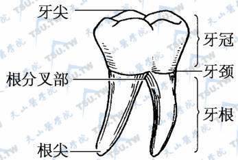 牙齿的组成部分