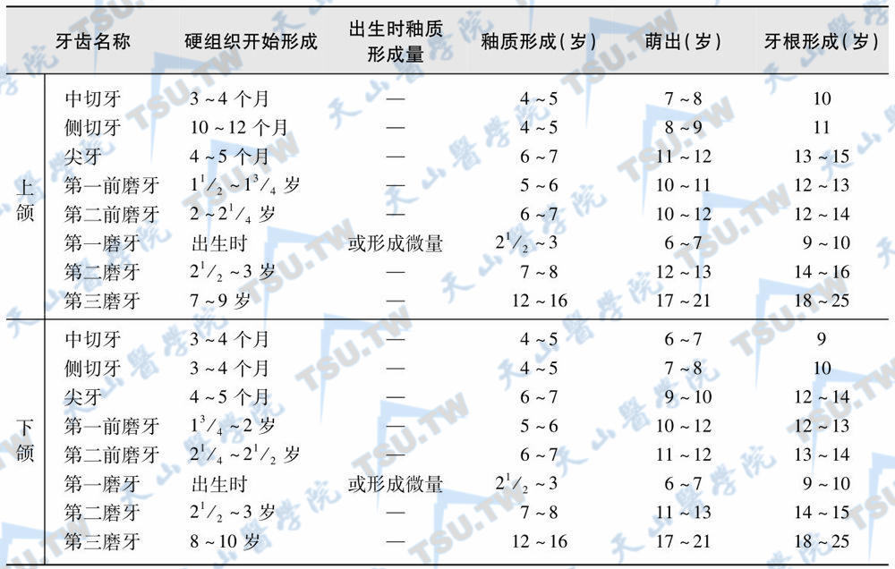 恒牙发育时间表