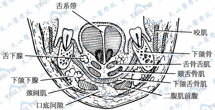 口底间隙的解剖位置