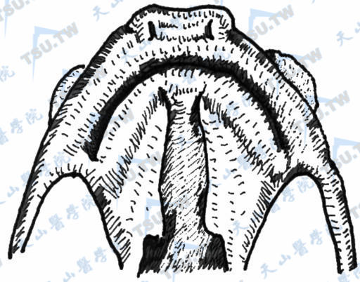 腭及鼻腔发育示意图