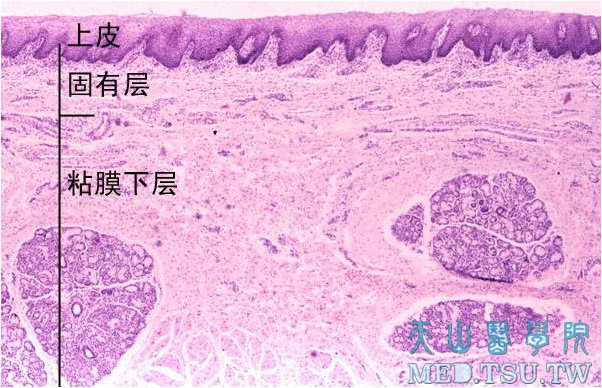 口腔黏膜组织学