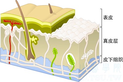 表皮\真皮结合部