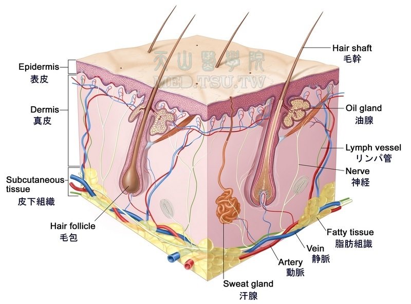 皮肤组织结构