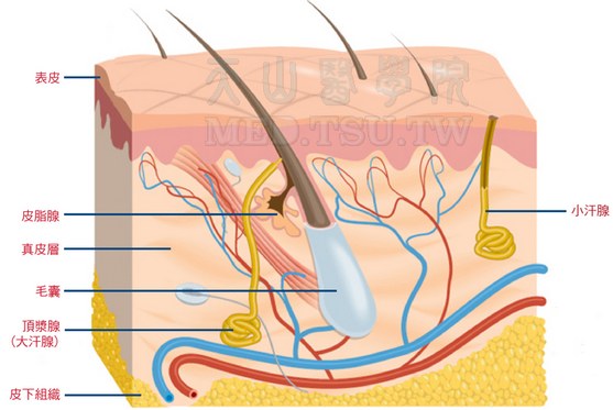 皮肤组成结构