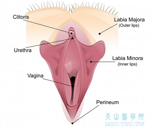 阴唇与阴蒂