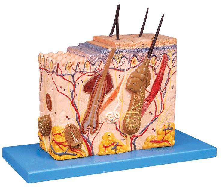 皮肤结构图