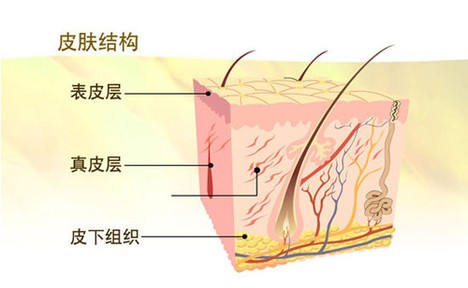 皮肤结构：表皮、真皮、皮下组织