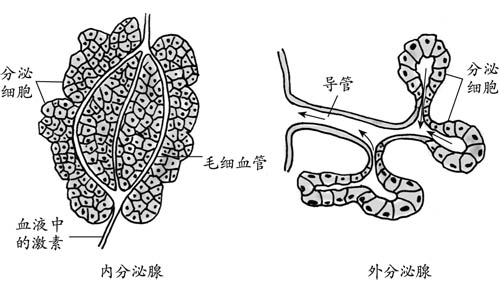 腺体的演变过程