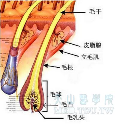 皮脂腺的成分与作用机制