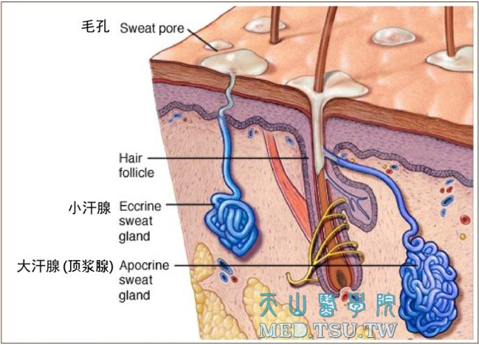 外泌汗腺（小汗腺）、顶泌汗腺（顶浆腺、大汗腺）