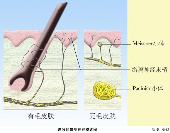 皮肤的感觉神经模式图