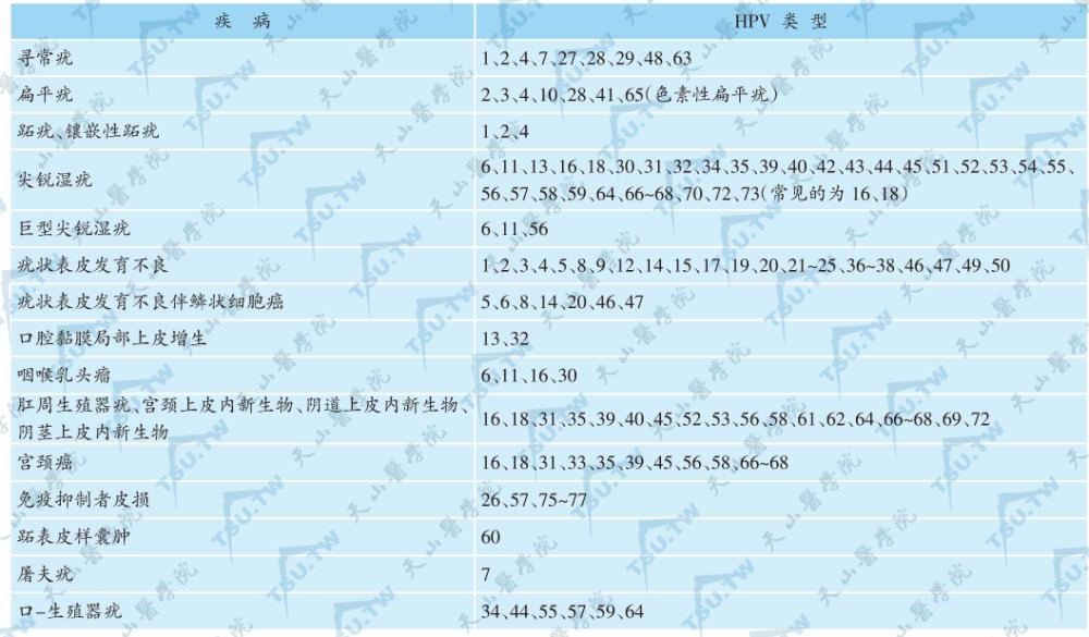 不同类型HPVs及其引起的疾病